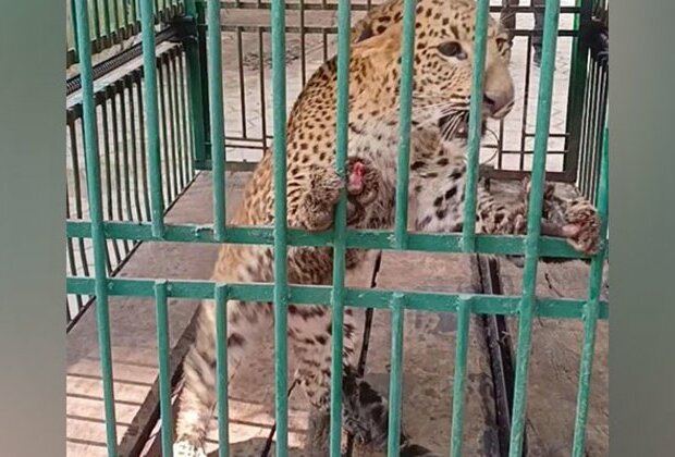 MP: One-year-old female leopard falls in well in Indore's village, rescued