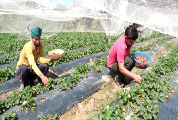 J-K: Udhampur sees surge in strawberry farming, thanks to govt schemes