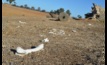  CSIRO research has shown the dramatic impacts drought can have on biodiversity. Picture Mark Saunders.