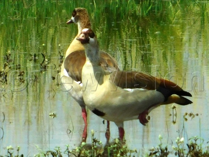 Lake Mburo is a good location for birders 