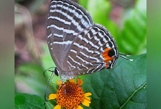 Study raises possibility of country without butterflies