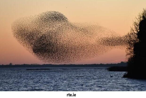 Starling Story: Safety in numbers, beauty in motion