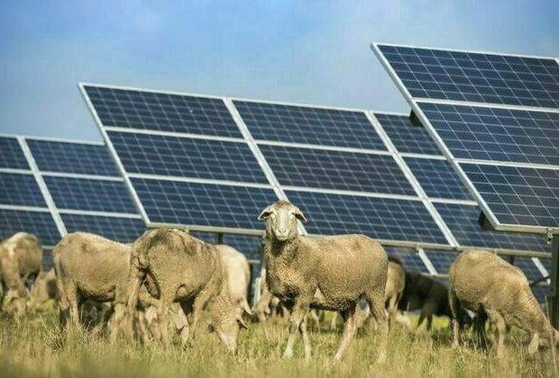 'Solar shepherds' earn big by grazing sheep on solar farms - and they benefit everyone involved