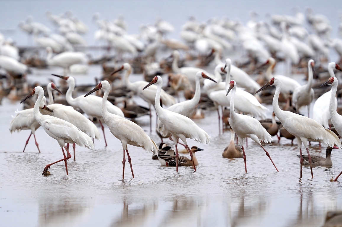 CHINA-JIANGXI-YUGAN-BIRD CONSERVATION-DEVELOPMENT (CN)