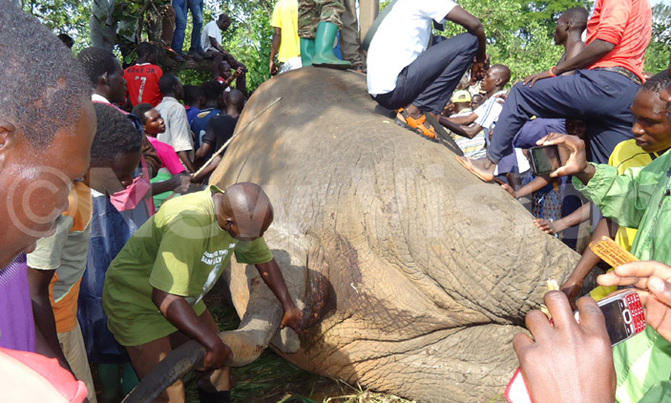3 dead as Arua-Kampala bound bus knocks an elephant 3 dead as Arua-Kampala bound bus knocks an elephant