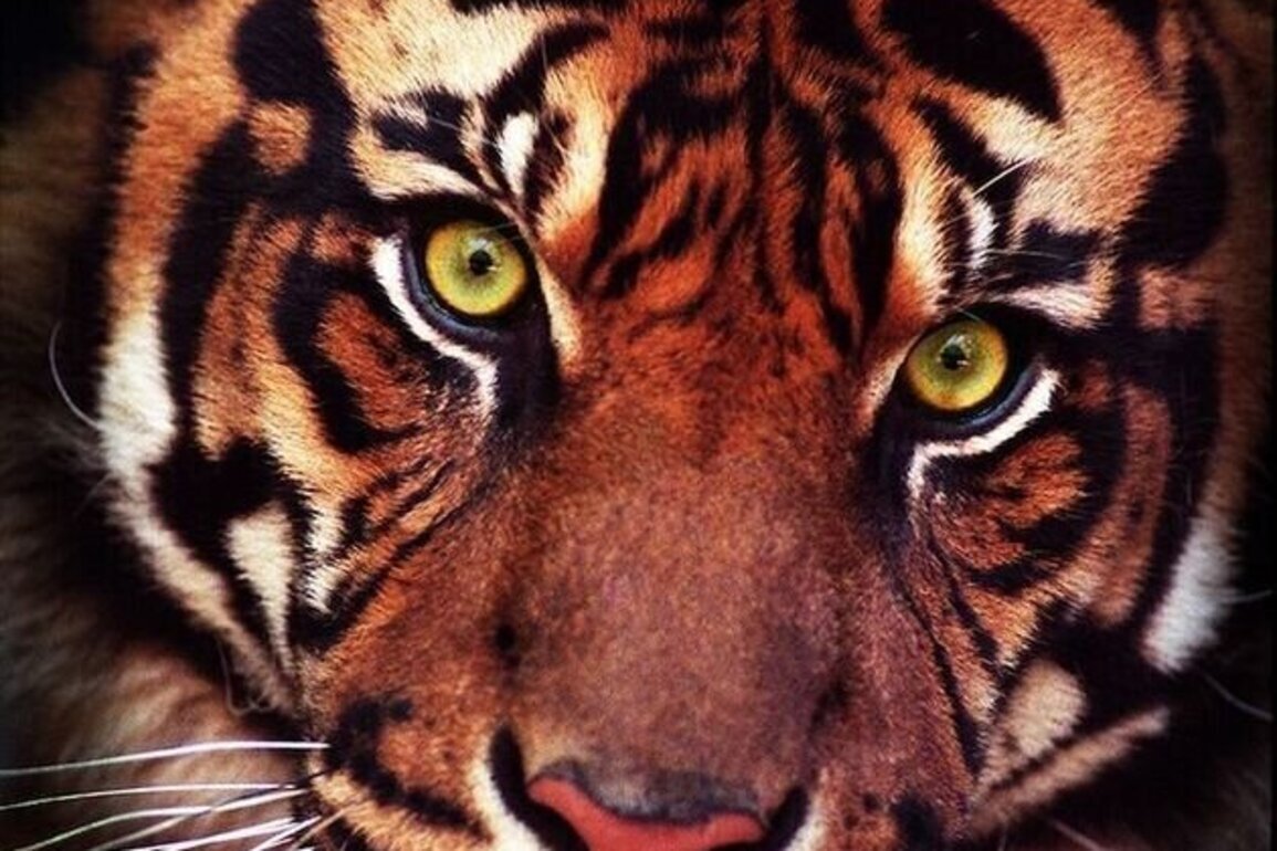 My eye on the tiger  for 7 hours