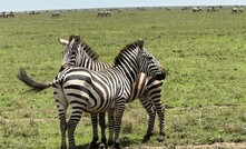 Zebras in Tanzania's Serengeti National Park