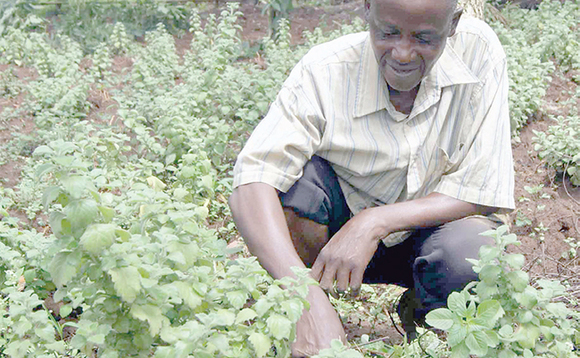 Omulimi ng’akuula omuddo mu nnimiro ya ‘Stevia’. Omulimi ng’akuula omuddo mu nnimiro ya ‘Stevia’.