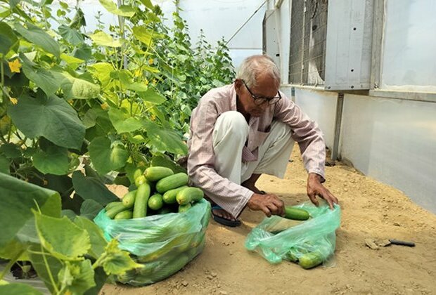 J-K: Polyhouse farming revolutionizes crop yields in Udhampur under govt's HADP initiative