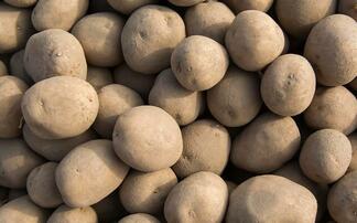 New GB Potatoes partnership opens door to crop protection