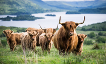 Highland cattle shine in the showring and on the hills