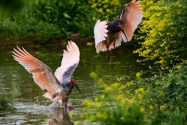 China's public stewardship delivers crested ibis conservation miracle