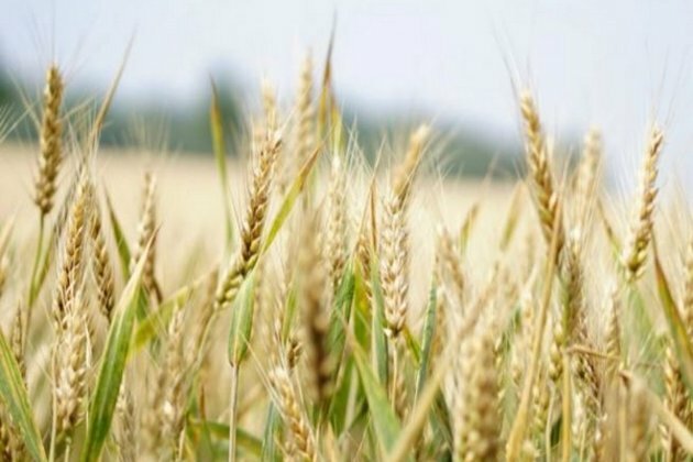 Taliban suspend wheat export citing food scarcity