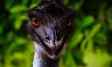 Emu takes flight at Gnows Nest