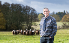 Popularity of Zwartbles sheep continues to grow among farmers