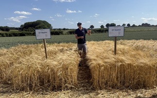 How a hybrid barley variety contains three-pronged BYDV resistance