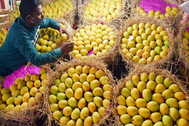 Air India's 'Mango Express' takes flight: Premium Indian mangoes head to global markets from Mumbai
