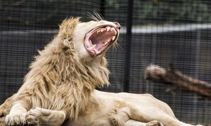Zookeeper mauled by lions at Australian zoo Zookeeper mauled by lions at Australian zoo