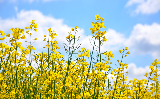 AHDB's Early Bird Survey forecasts 30% rise in oilseed rape area in 2026