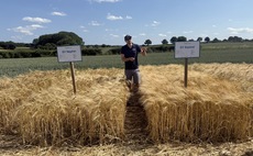 How a hybrid barley variety contains three-pronged BYDV resistance