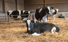 Heat stress in dry cows is impacting future generations  