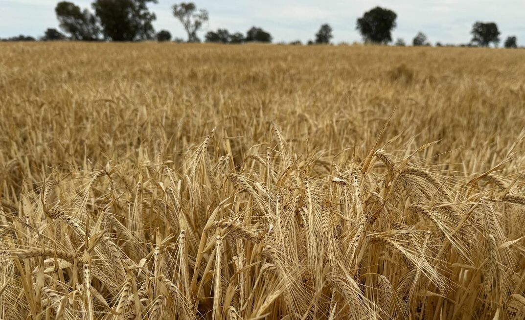 COGGO is seeking expressions of interest for funding of up to $150,000 over a two-year period, and is particularly interested in projects that seek to improve the testing of starch quality of cereal grains (improving on the current falling number test).  