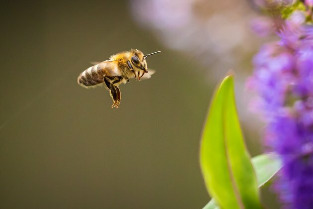 It&#039;s bee season. To avoid getting stung, just stay calm and don&#039;t swat