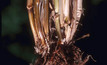 Breeding crown rot resistant wheat