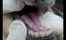  Foot and mouth disease has been detected in Indonesia. Image courtesy DAWE.