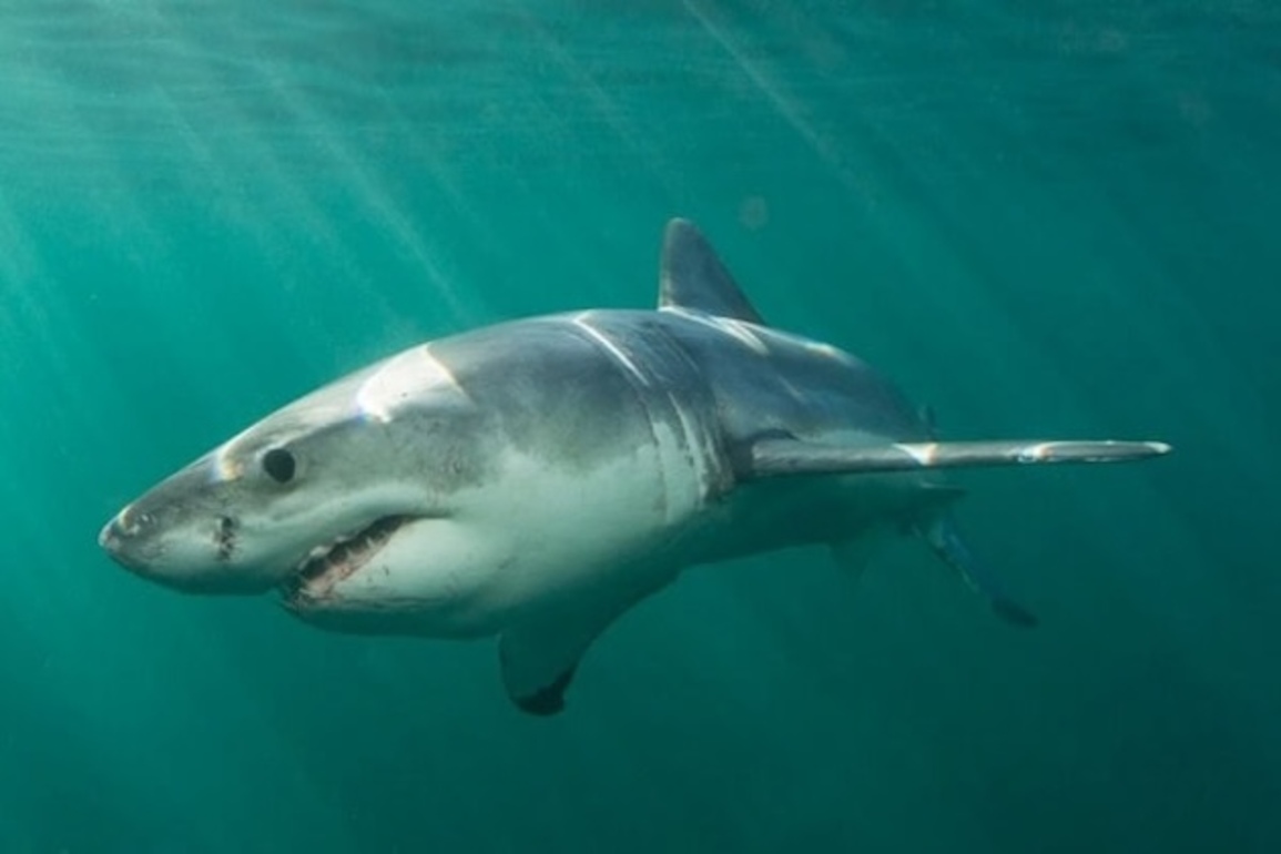 Death of surfer in Sydney shark attack ignites debate over nets