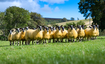 Livestock breeders set to benefit from genetic export deal