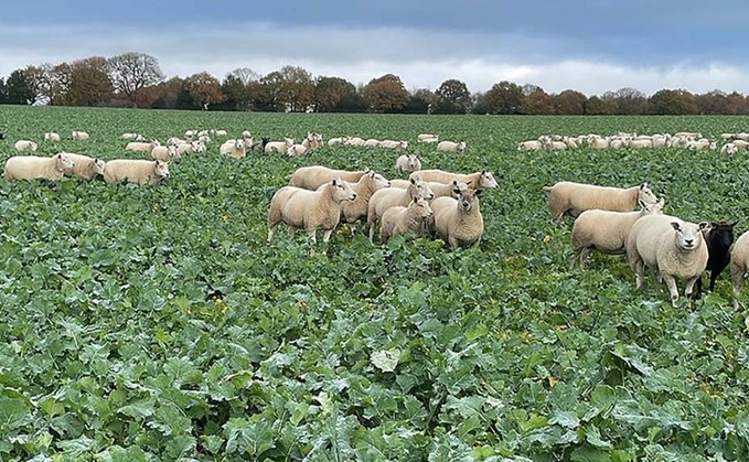 Farming with nature: Grazing OSR crops without compromising yield