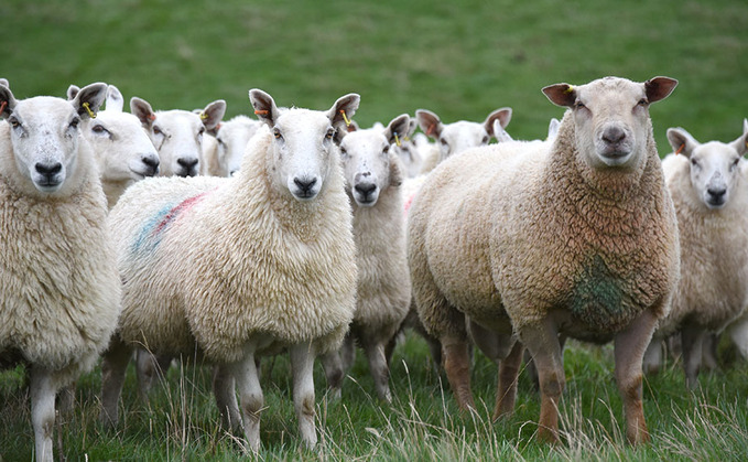 Welsh Parliament committee calls for stronger food security provisions in UK Ag Bill