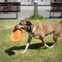 POLAND-WARSAW-WARSAW PETS DAY