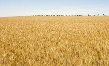 WA's wheat yields have been solid despite less annual rainfall over a long period.