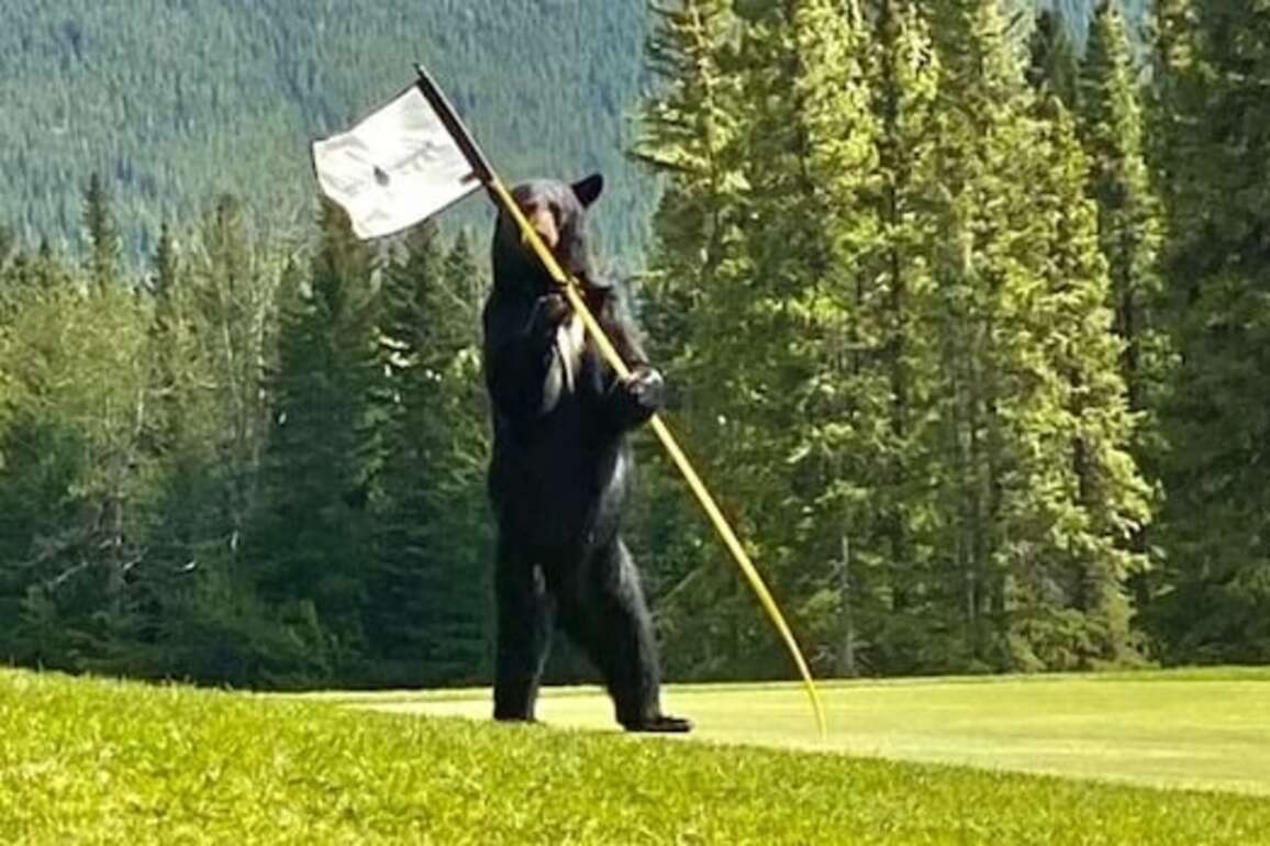 'Bear birdie'- Golfers tee off with wildlife in Kananaskis