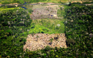 Research: UK imports linked to annual destruction of forest areas the size of Bristol
