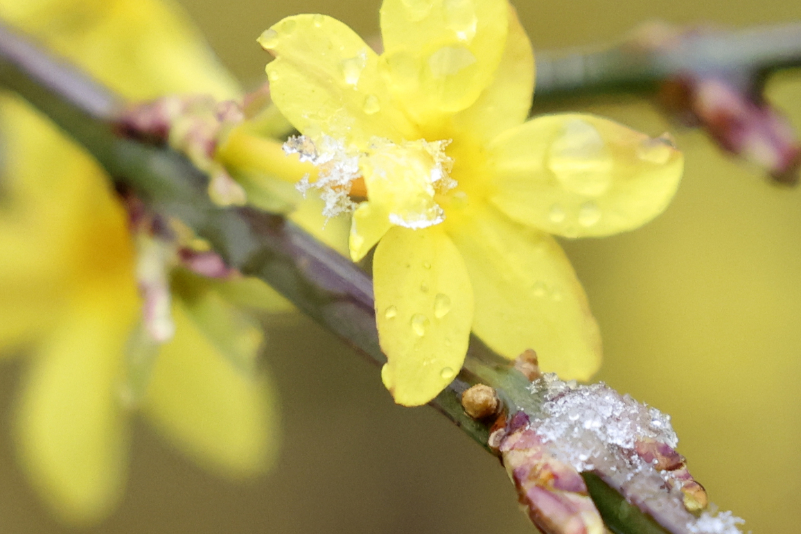 CHINA-BEIJING-SNOW FALL (CN)