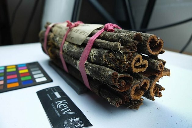 No, cinchona bark is not a cure for coronavirus