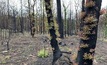  The CSIRO is helping with bushfire recovery efforts which can involve the general public. Image courtesy CSIRO.