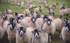 Pre-lambing ewe nutrition: The key to strong lambs and quality colostrum
