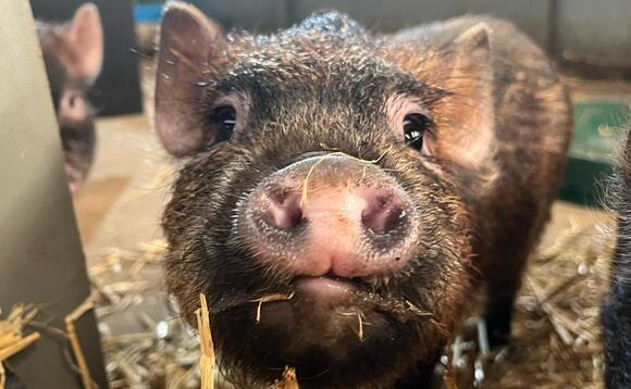 Pigs and Prosecco puts fizz into farm profits