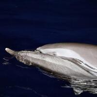 InPics | A night encounter with dolphins in the South China Sea