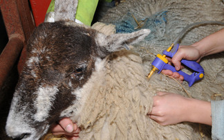 Vet at heart of bluetongue hotspot says: "We are scratching around trying to find vaccine"