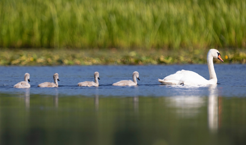 © wildlife_nordic / Shuttrerstock 