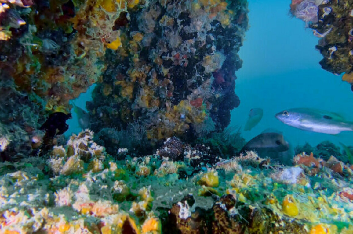 'DUBAI REEF' supports marine life, ecosystem growth in Dubai's waters