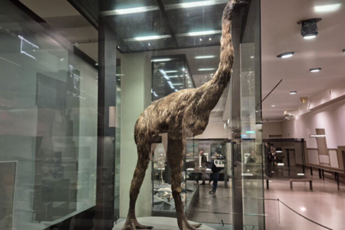Science or sideshow Race to resurrect giant moa raises questions