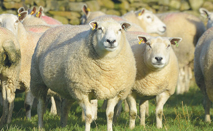 Blowfly Emergence Forecast launched to help sheep farmers stay ahead of flystrike risk