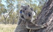  The koala population around the New Acland mine in Queensland remains healthy. 