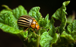 Vigilance urged as potato industry faces Colorado beetle threat